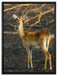 weibliche Gazelle mit Jungtier auf Leinwandbild gerahmt Größe 80x60