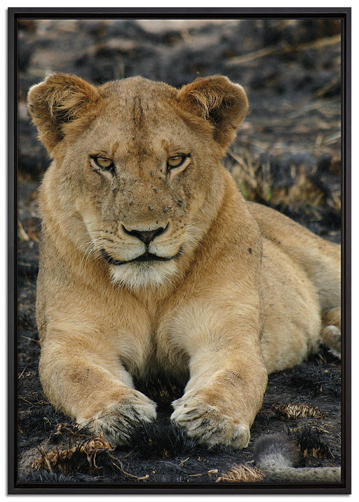 Löwin ruht auf Boden auf Leinwandbild gerahmt Größe 100x70