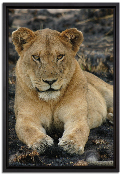 Löwin ruht auf Boden auf Leinwandbild gerahmt Größe 60x40