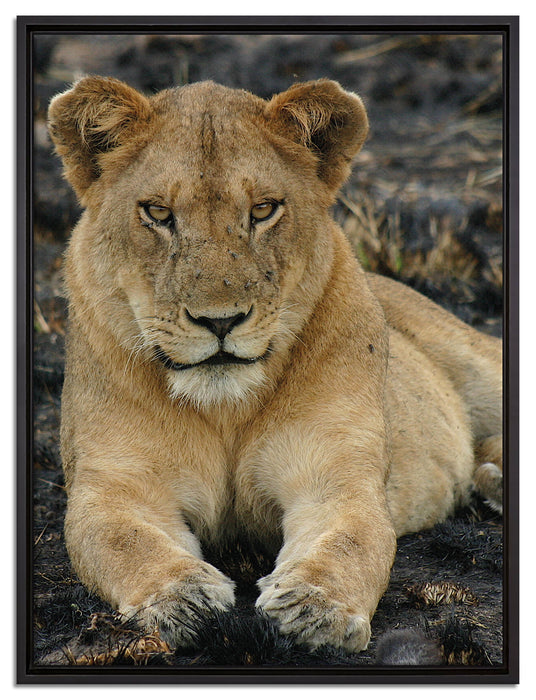 Löwin ruht auf Boden auf Leinwandbild gerahmt Größe 80x60