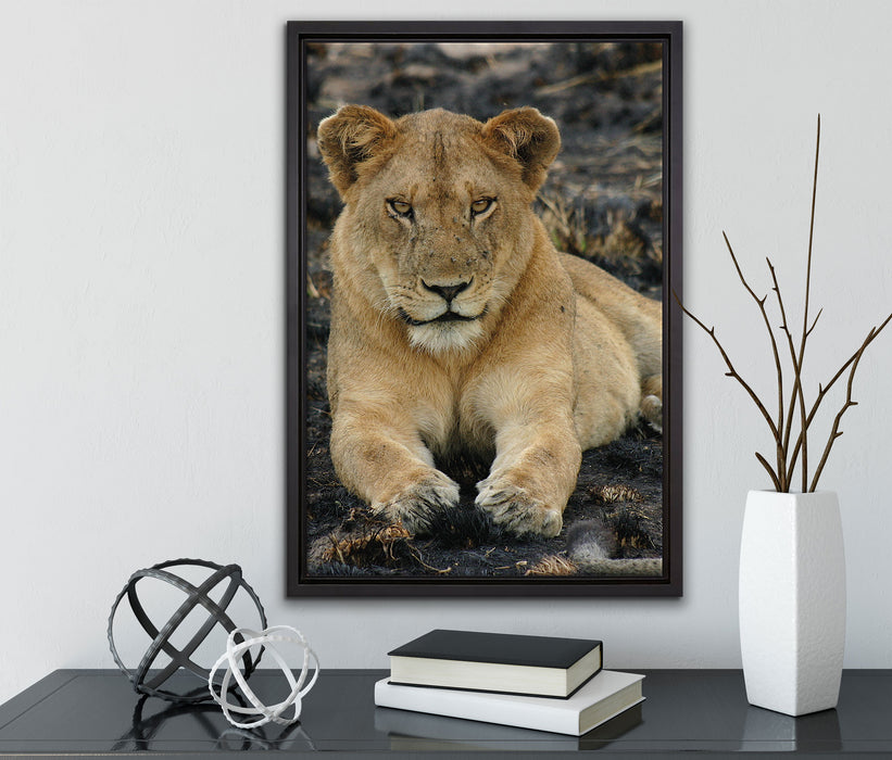 Löwin ruht auf Boden auf Leinwandbild gerahmt mit Kirschblüten