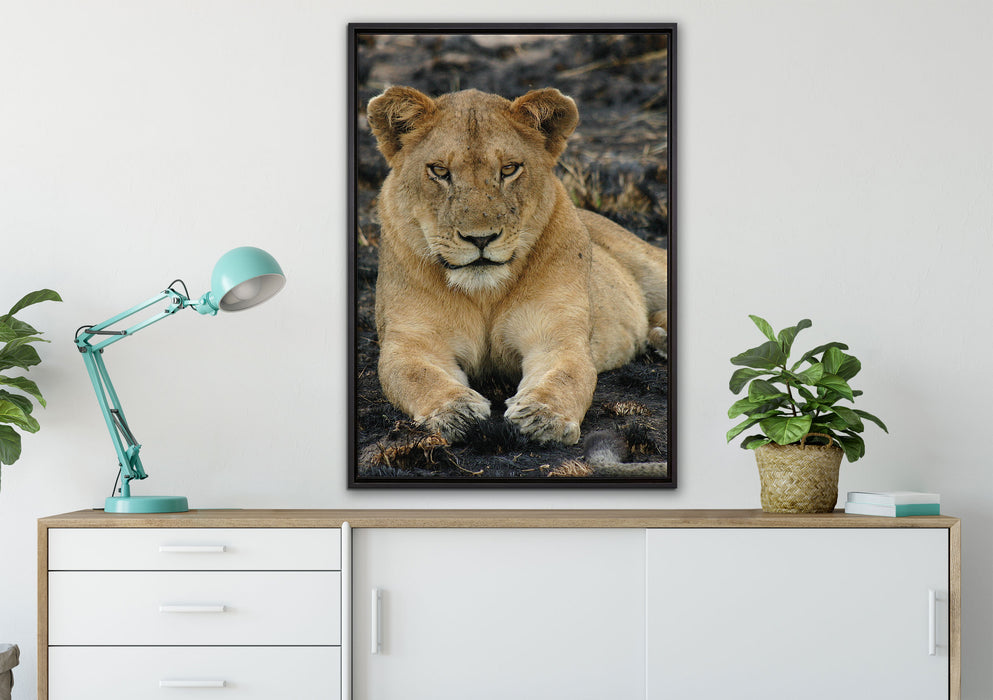 Löwin ruht auf Boden auf Leinwandbild gerahmt verschiedene Größen im Wohnzimmer
