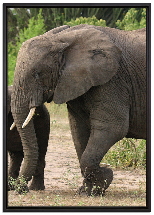 Elefantenkuh mit Jungtier auf Leinwandbild gerahmt Größe 100x70
