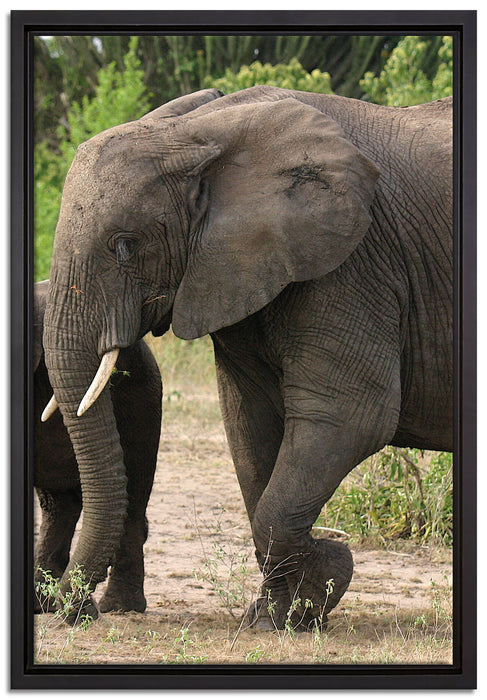 Elefantenkuh mit Jungtier auf Leinwandbild gerahmt Größe 60x40