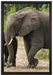 Elefantenkuh mit Jungtier auf Leinwandbild gerahmt Größe 60x40