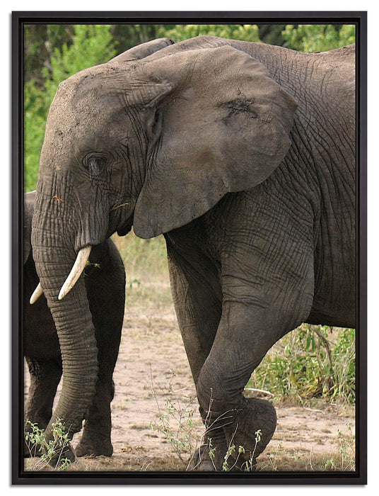 Elefantenkuh mit Jungtier auf Leinwandbild gerahmt Größe 80x60