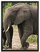 Elefantenkuh mit Jungtier auf Leinwandbild gerahmt Größe 80x60