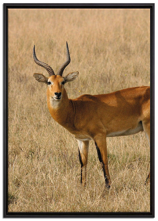 Dorkasgazelle im trockenen Gras auf Leinwandbild gerahmt Größe 100x70