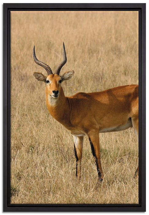 Dorkasgazelle im trockenen Gras auf Leinwandbild gerahmt Größe 60x40