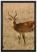Dorkasgazelle im trockenen Gras auf Leinwandbild gerahmt Größe 60x40