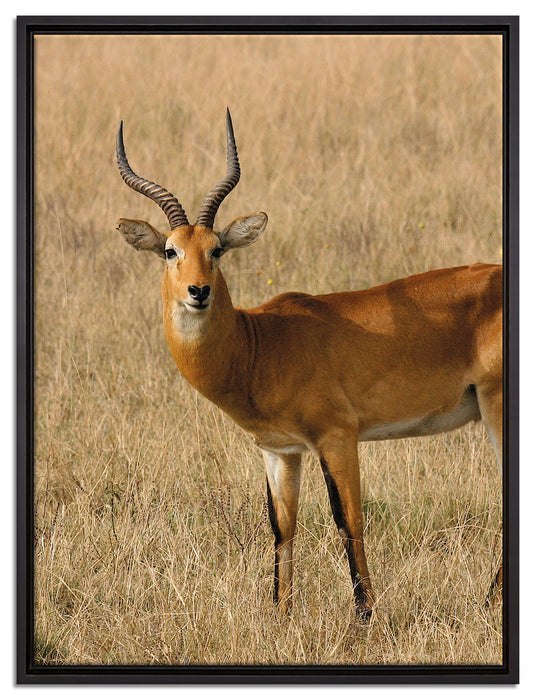 Dorkasgazelle im trockenen Gras auf Leinwandbild gerahmt Größe 80x60