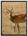 Dorkasgazelle im trockenen Gras auf Leinwandbild gerahmt Größe 80x60