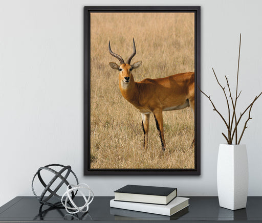 Dorkasgazelle im trockenen Gras auf Leinwandbild gerahmt mit Kirschblüten