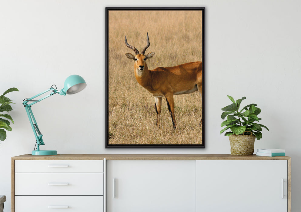Dorkasgazelle im trockenen Gras auf Leinwandbild gerahmt verschiedene Größen im Wohnzimmer