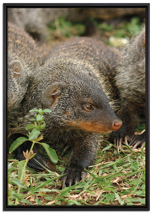 vier niedliche Zebramangusten auf Leinwandbild gerahmt Größe 100x70