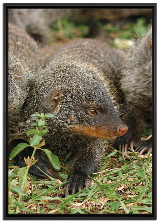 vier niedliche Zebramangusten auf Leinwandbild gerahmt Größe 100x70
