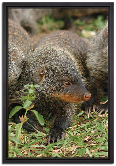 vier niedliche Zebramangusten auf Leinwandbild gerahmt Größe 60x40
