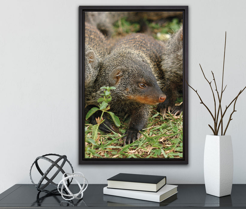 vier niedliche Zebramangusten auf Leinwandbild gerahmt mit Kirschblüten