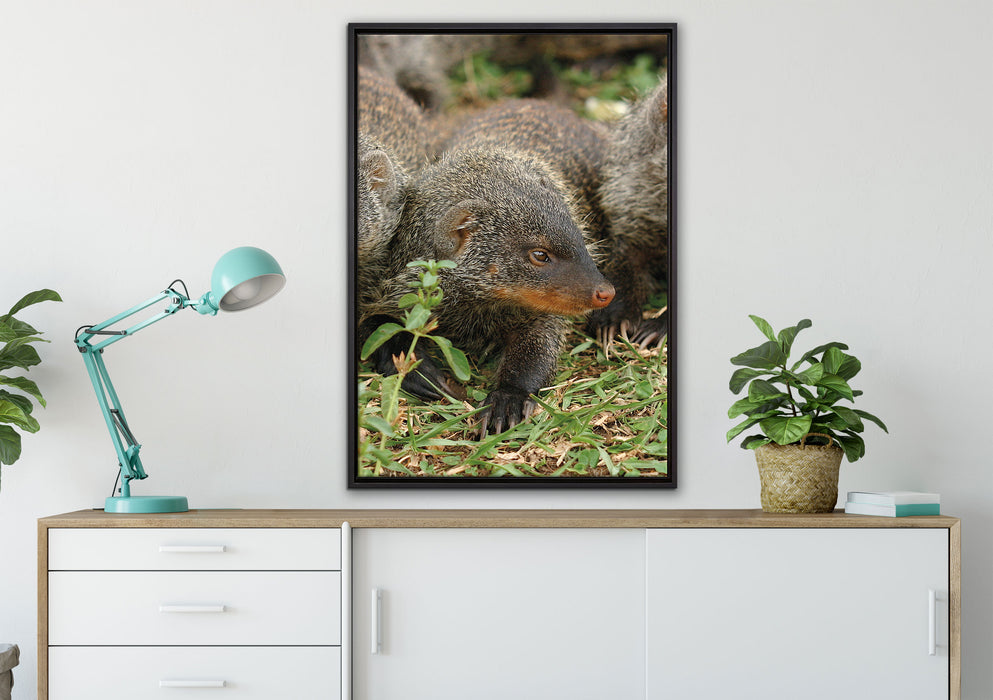 vier niedliche Zebramangusten auf Leinwandbild gerahmt verschiedene Größen im Wohnzimmer