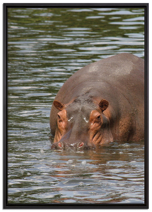zwei Flusspferde im Wasser auf Leinwandbild gerahmt Größe 100x70