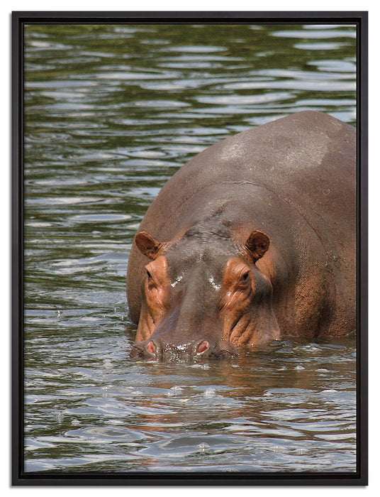 zwei Flusspferde im Wasser auf Leinwandbild gerahmt Größe 80x60