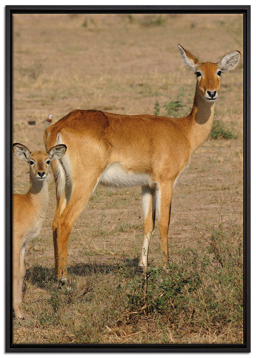 indische Gazelle mit Jungtier auf Leinwandbild gerahmt Größe 100x70