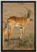 indische Gazelle mit Jungtier auf Leinwandbild gerahmt Größe 60x40