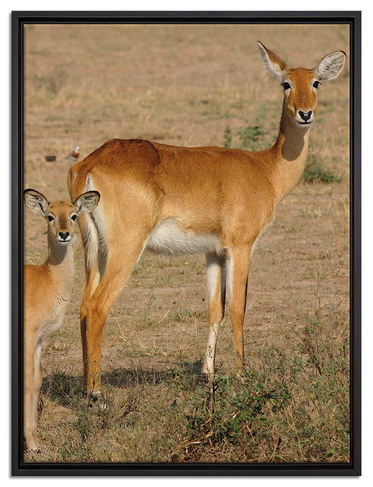 indische Gazelle mit Jungtier auf Leinwandbild gerahmt Größe 80x60