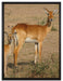 indische Gazelle mit Jungtier auf Leinwandbild gerahmt Größe 80x60