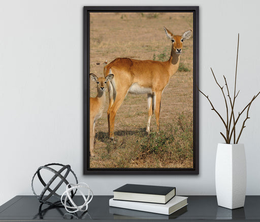 indische Gazelle mit Jungtier auf Leinwandbild gerahmt mit Kirschblüten