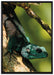 Agama auf Baum Ast auf Leinwandbild gerahmt Größe 100x70