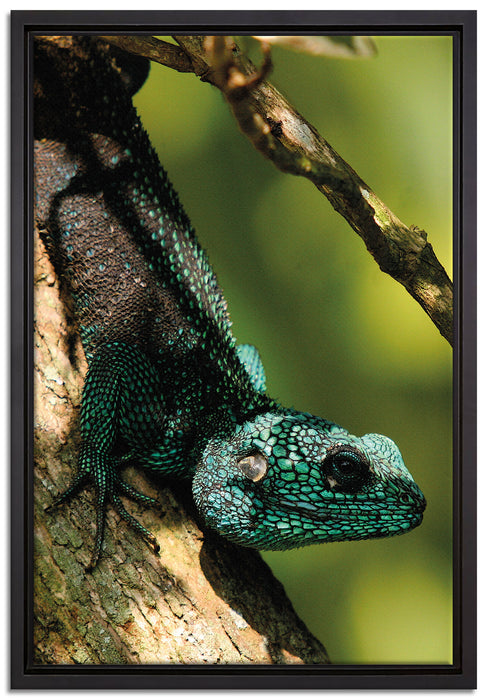 Agama auf Baum Ast auf Leinwandbild gerahmt Größe 60x40