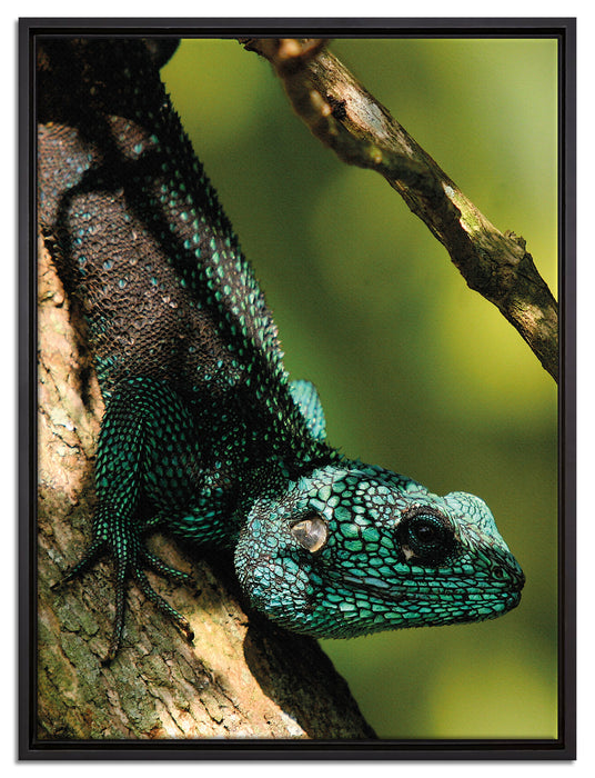 Agama auf Baum Ast auf Leinwandbild gerahmt Größe 80x60