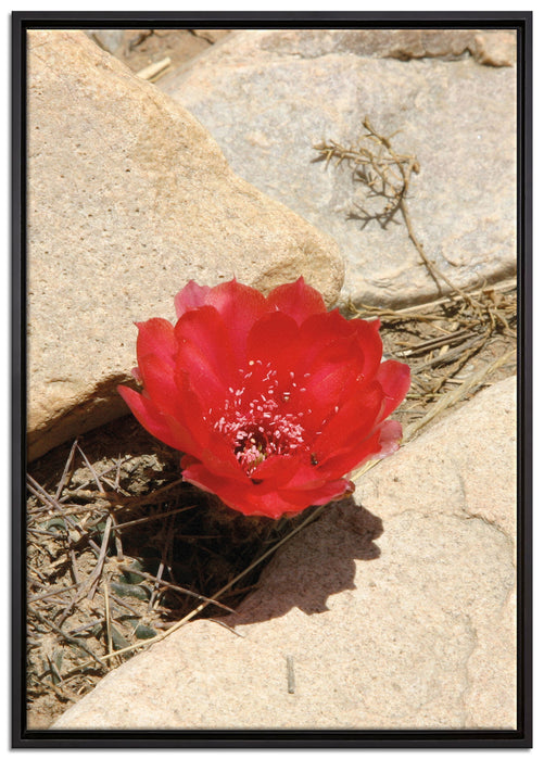 rote Kaktusblüte zwischen Steinen auf Leinwandbild gerahmt Größe 100x70