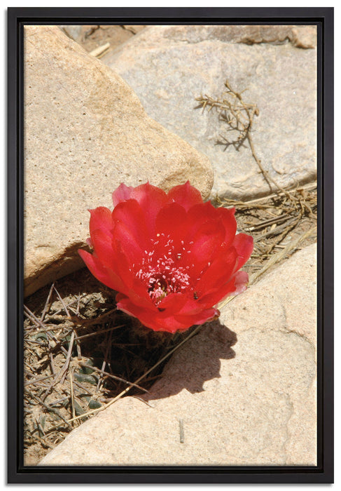 rote Kaktusblüte zwischen Steinen auf Leinwandbild gerahmt Größe 60x40