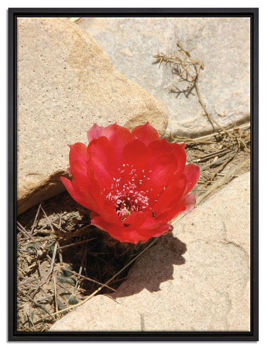 rote Kaktusblüte zwischen Steinen auf Leinwandbild gerahmt Größe 80x60