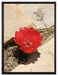 rote Kaktusblüte zwischen Steinen auf Leinwandbild gerahmt Größe 80x60