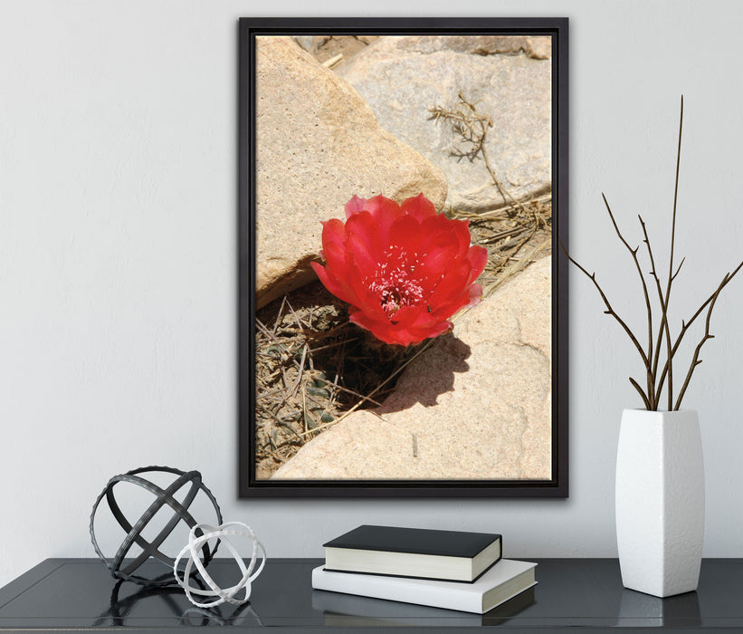 rote Kaktusblüte zwischen Steinen auf Leinwandbild gerahmt mit Kirschblüten