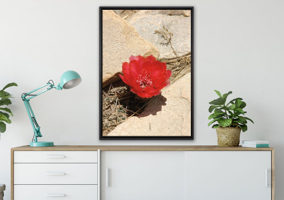 rote Kaktusblüte zwischen Steinen auf Leinwandbild gerahmt verschiedene Größen im Wohnzimmer