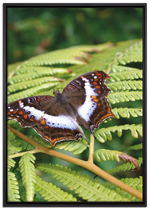 Schmetterling auf Farnblatt auf Leinwandbild gerahmt Größe 100x70
