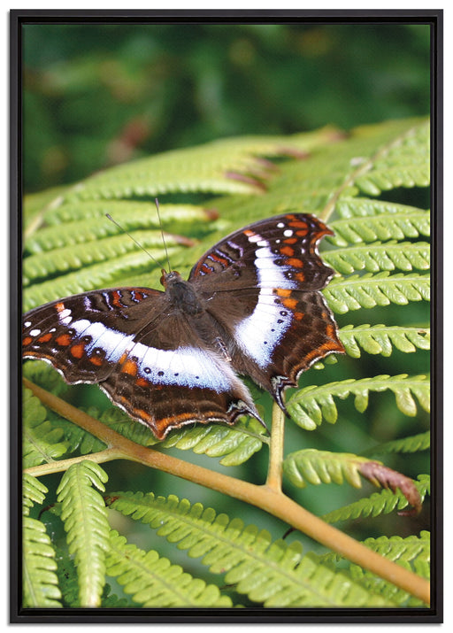 Schmetterling auf Farnblatt auf Leinwandbild gerahmt Größe 100x70