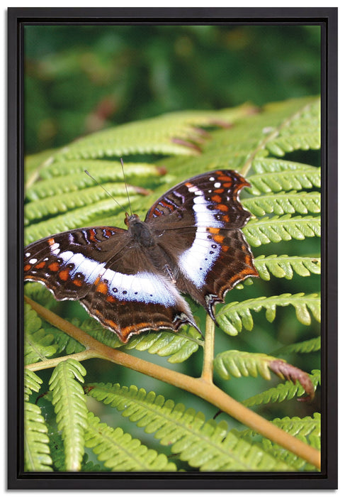 Schmetterling auf Farnblatt auf Leinwandbild gerahmt Größe 60x40