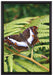Schmetterling auf Farnblatt auf Leinwandbild gerahmt Größe 60x40