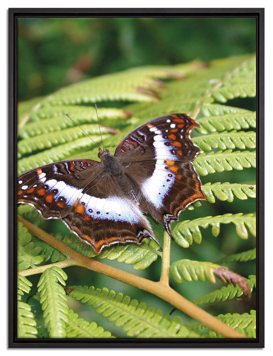 Schmetterling auf Farnblatt auf Leinwandbild gerahmt Größe 80x60