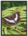 Schmetterling auf Farnblatt auf Leinwandbild gerahmt Größe 80x60