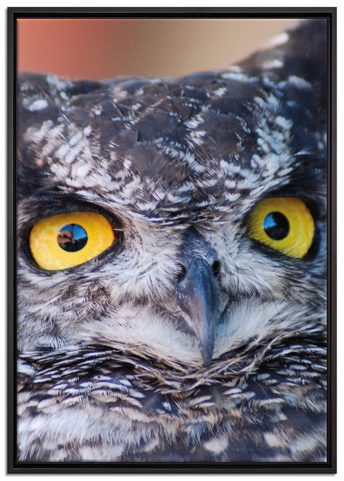 hübsche Waldohreule auf Leinwandbild gerahmt Größe 100x70