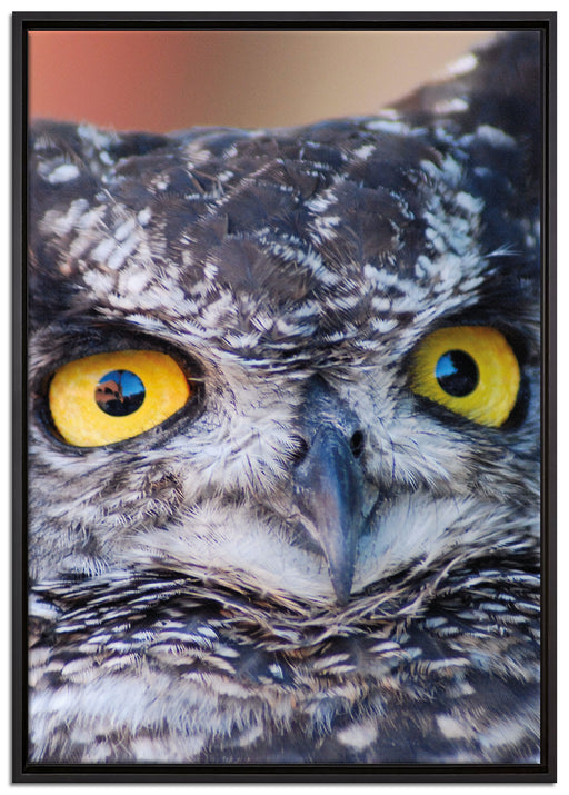 hübsche Waldohreule auf Leinwandbild gerahmt Größe 100x70