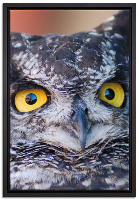 hübsche Waldohreule auf Leinwandbild gerahmt Größe 60x40