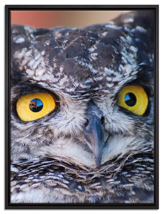 hübsche Waldohreule auf Leinwandbild gerahmt Größe 80x60