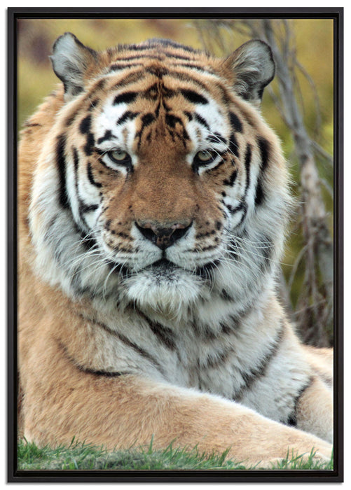 schöner Tiger auf Wiese auf Leinwandbild gerahmt Größe 100x70